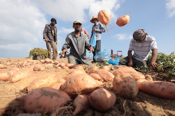 حصاد البطاطا الحلوة في خان يونس جنوب قطاع غزة 44.jpg