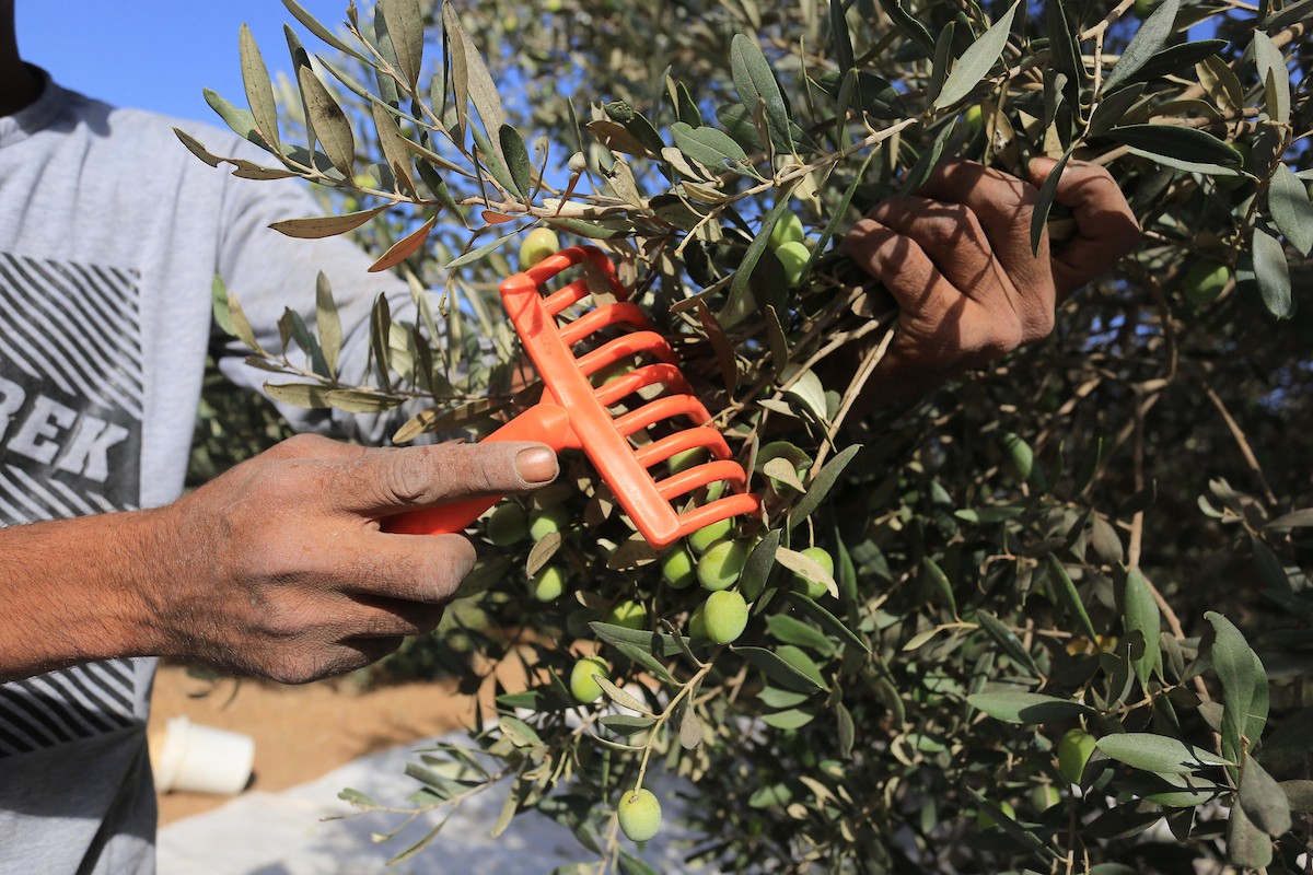 بدء موسم حصاد الزيتون في غزة وسط تفاؤل المزارعون بوفرة الانتاج 55.jpg