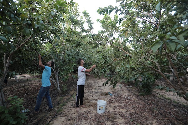 موسم قطف فاكهة الجوافة بمنطقة المواصي الساحلية غرب خان يونس 24(2).jpg