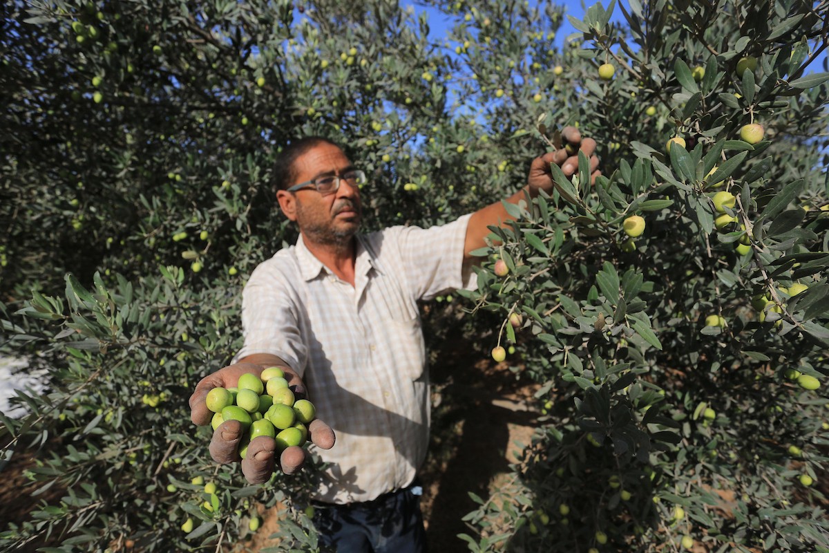 بدء موسم حصاد الزيتون في غزة وسط تفاؤل المزارعون بوفرة الانتاج 77.jpg