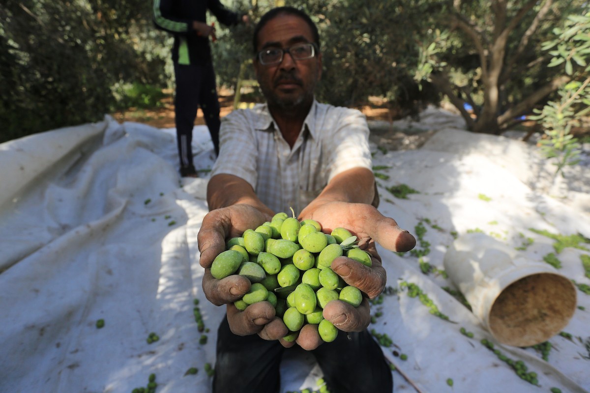 بدء موسم حصاد الزيتون في غزة وسط تفاؤل المزارعون بوفرة الانتاج.jpg
