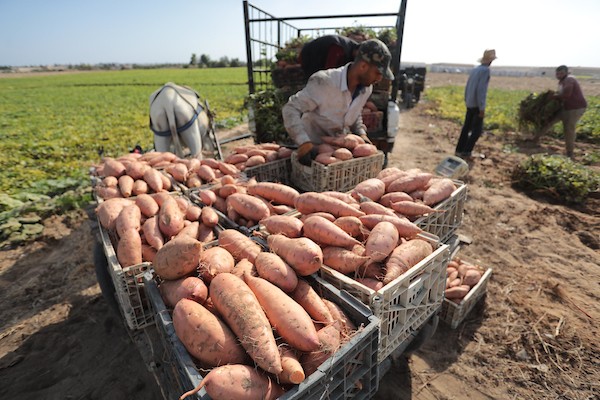 حصاد البطاطا الحلوة في خان يونس جنوب قطاع غزة 15.jpg