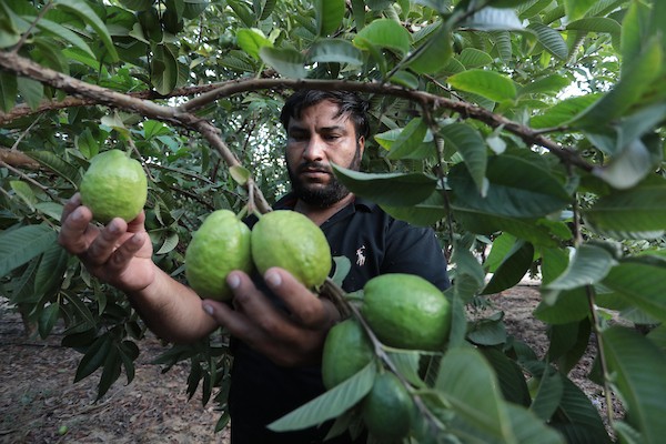 موسم قطف فاكهة الجوافة بمنطقة المواصي الساحلية غرب خان يونس 24(1).jpg