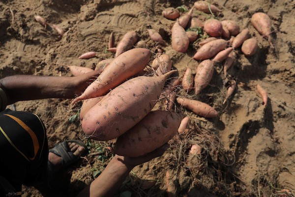 حصاد البطاطا الحلوة في خان يونس جنوب قطاع غزة 28.jpg