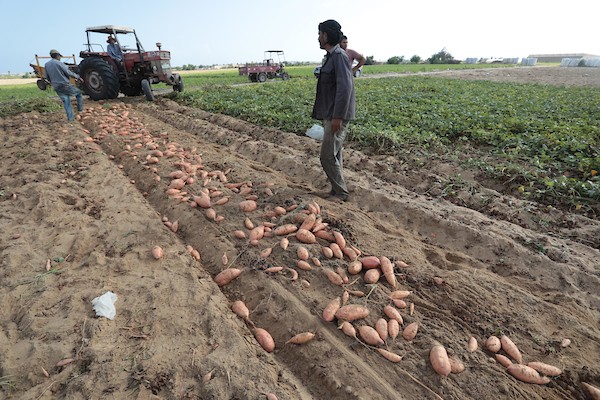 حصاد البطاطا الحلوة في خان يونس جنوب قطاع غزة 10.jpg