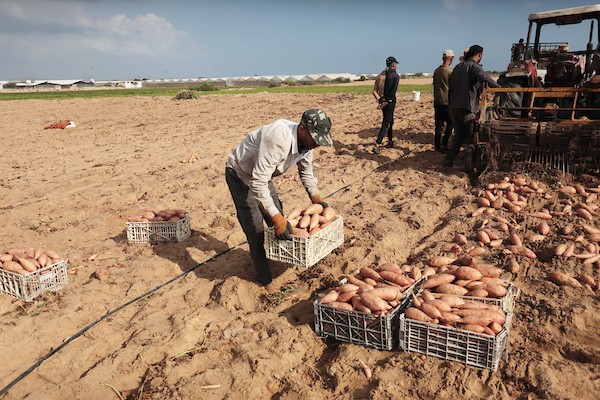 حصاد البطاطا الحلوة في خان يونس جنوب قطاع غزة 5.jpg