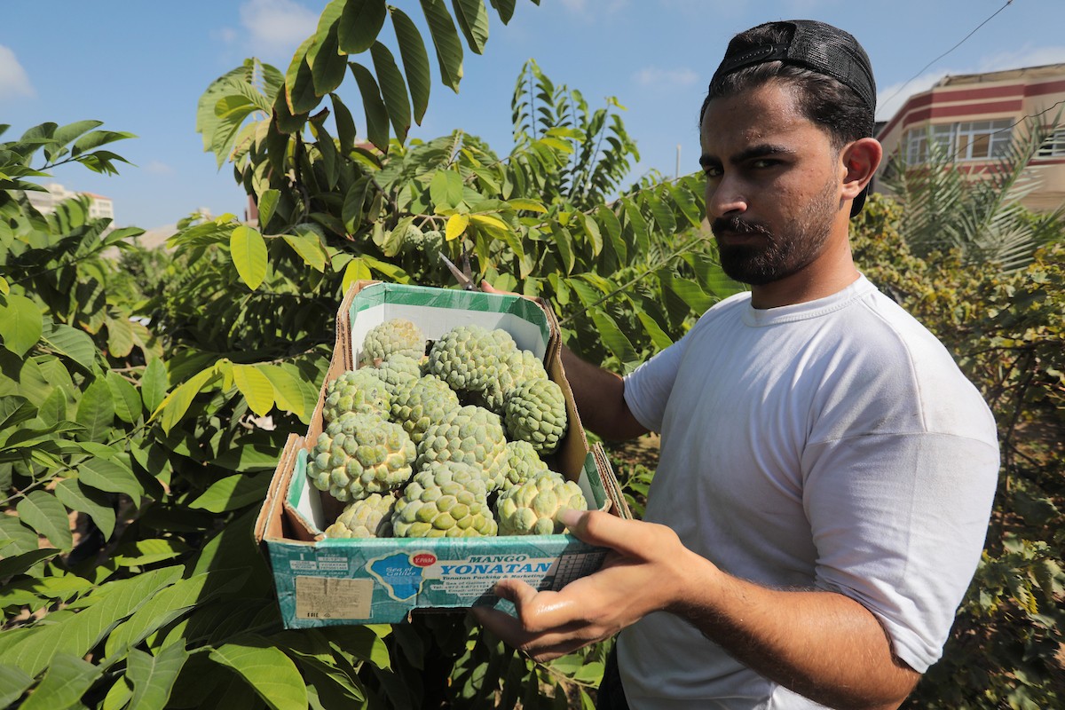 موسم حصاد فاكهة القشطة في غزة 15.jpg