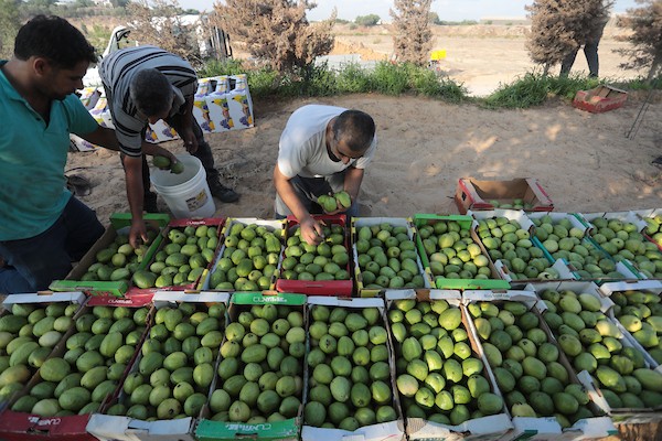 موسم قطف فاكهة الجوافة بمنطقة المواصي الساحلية غرب خان يونس 7.jpg