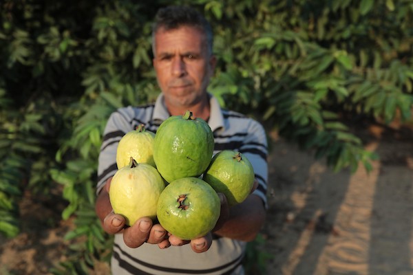 موسم قطف فاكهة الجوافة بمنطقة المواصي الساحلية غرب خان يونس 23(1).jpg