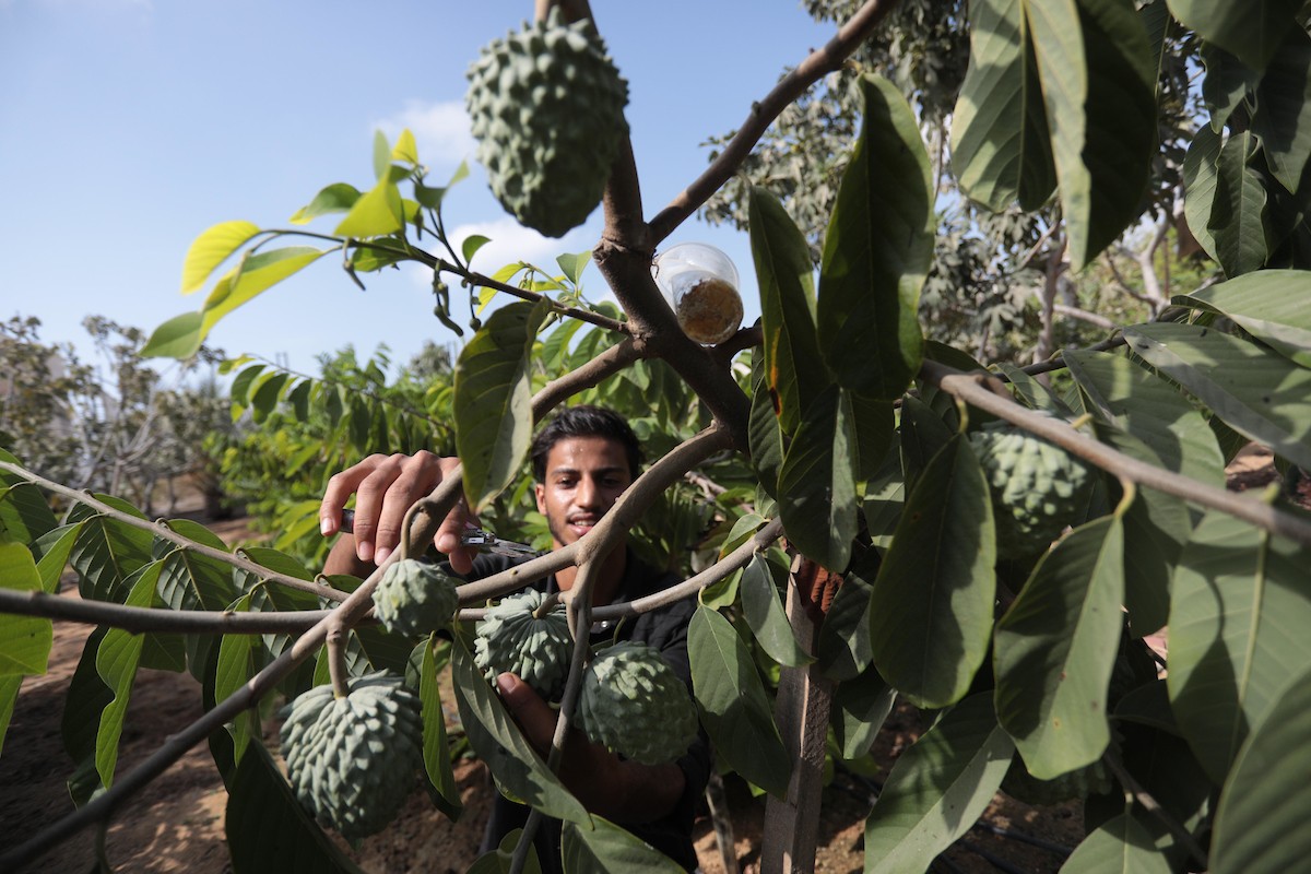 موسم حصاد فاكهة القشطة في غزة 6(1).jpg