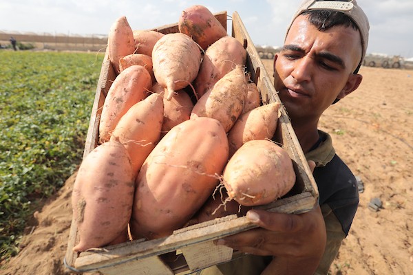 حصاد البطاطا الحلوة في خان يونس جنوب قطاع غزة 2.jpg