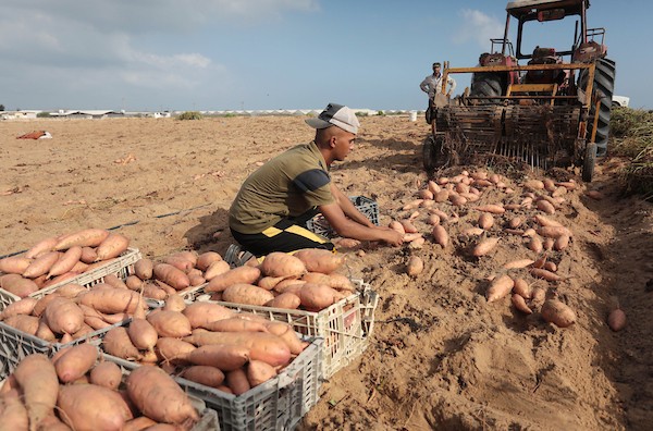 حصاد البطاطا الحلوة في خان يونس جنوب قطاع غزة 4.jpg