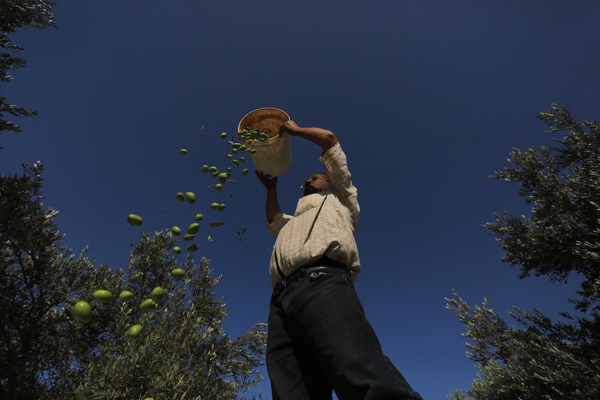 بدء موسم حصاد الزيتون في غزة وسط تفاؤل المزارعون بوفرة الانتاج 34.jpg