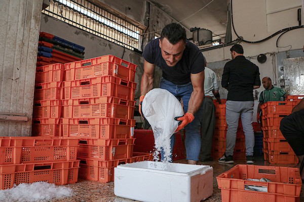 فلسطينيون يعملون في مصنع لتجميد الأسماك في مدينة غزة 9.jpg