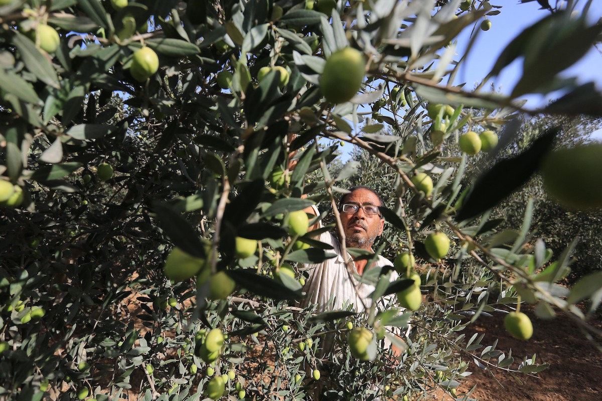 بدء موسم حصاد الزيتون في غزة وسط تفاؤل المزارعون بوفرة الانتاج 88.jpg