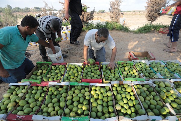 موسم قطف فاكهة الجوافة بمنطقة المواصي الساحلية غرب خان يونس 8.jpg