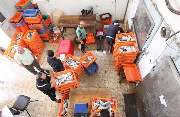 فلسطينيون يعملون في مصنع لتجميد الأسماك في مدينة غزة 37.jpg
