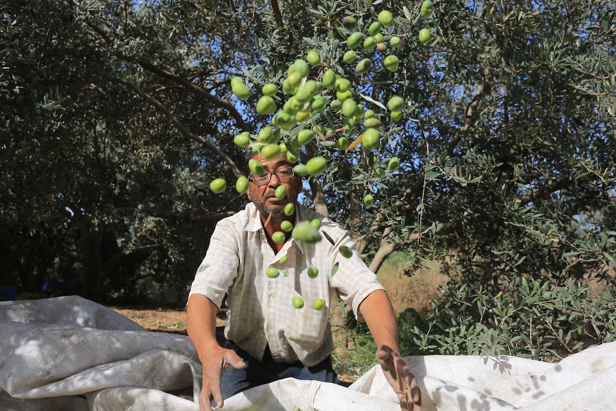 بدء موسم حصاد الزيتون في غزة وسط تفاؤل المزارعون بوفرة الانتاج 21.jpg