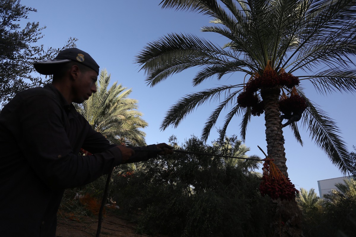 التغير المناخي يلقي بظلاله السلبية على موسم حصاد البلح في قطاع غزة 5.jpg