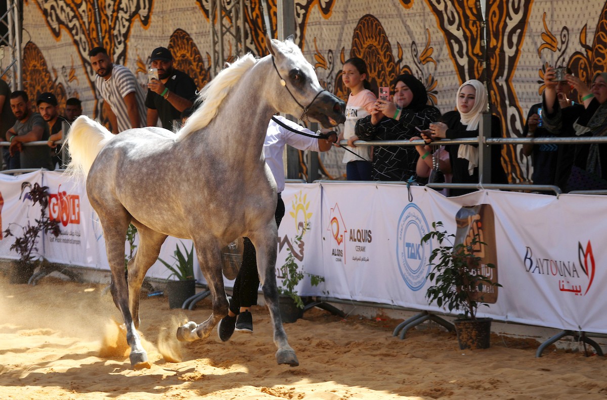 متسابقون يشاركون في مسابقة جمال الخيل العربي الأصيل في مدينة الخليل 11.jpg