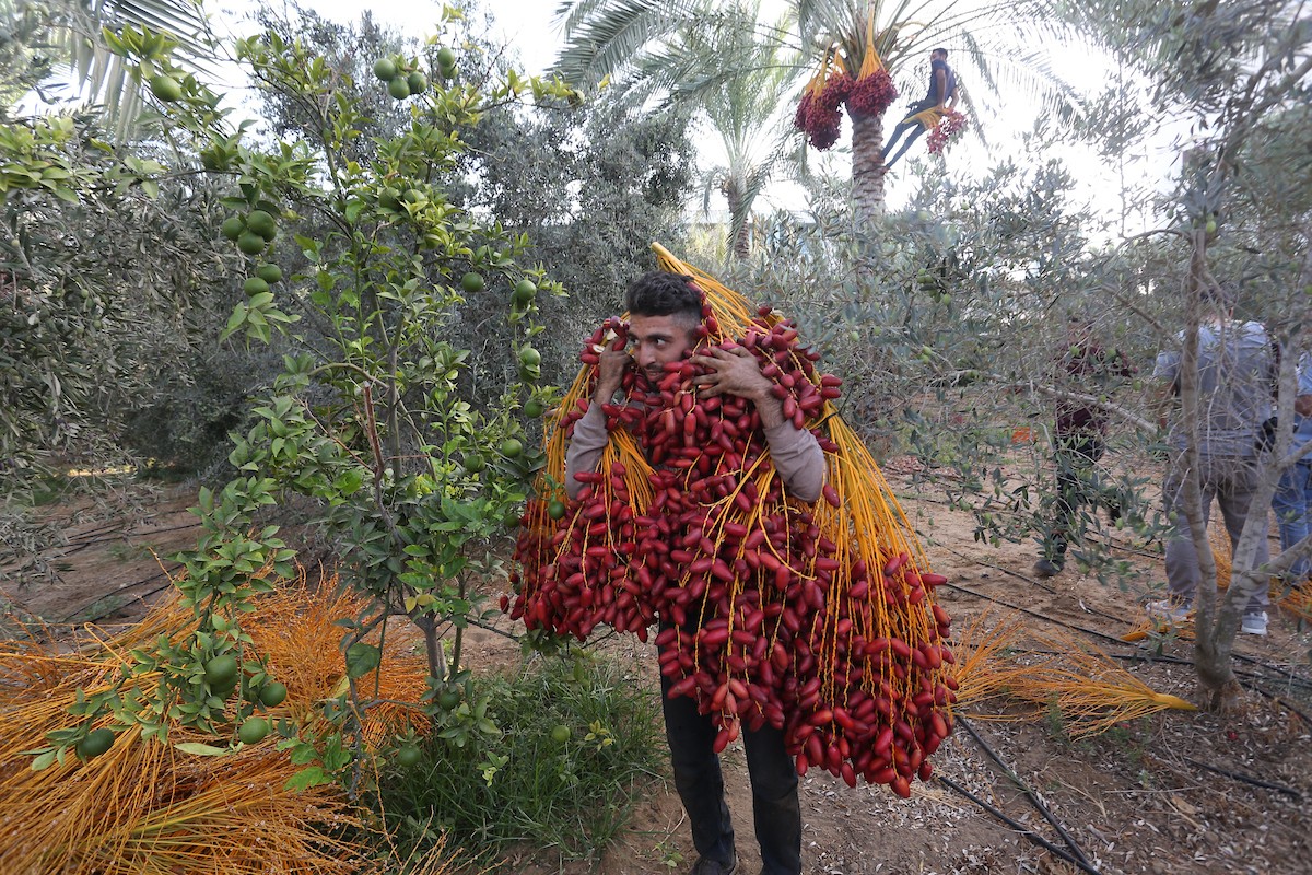 التغير المناخي يلقي بظلاله السلبية على موسم حصاد البلح في قطاع غزة 6.jpg