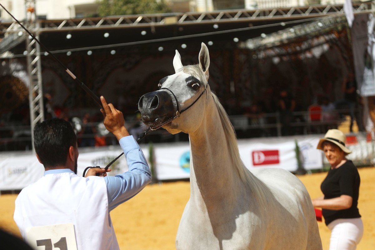 متسابقون يشاركون في مسابقة جمال الخيل العربي الأصيل في مدينة الخليل 46(1).jpg
