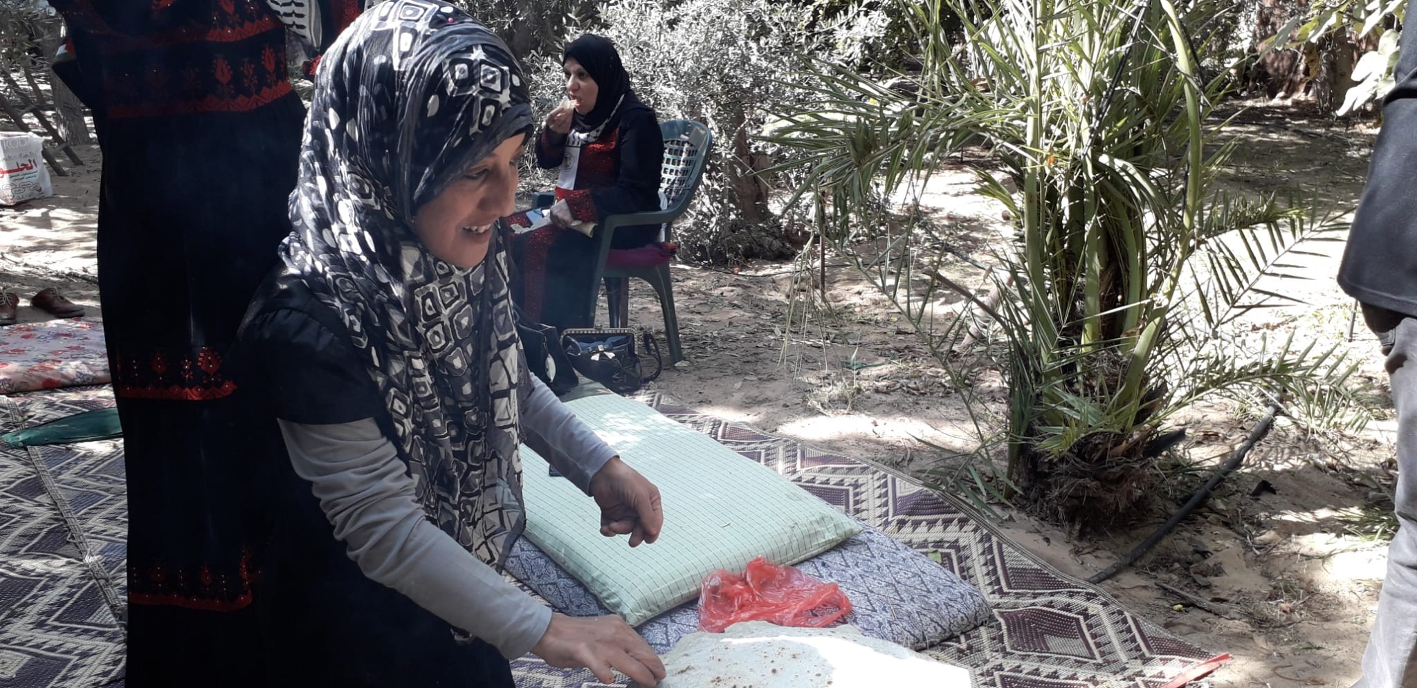 التجمع الفلسطيني للوطن و الشتات يساعد المزارعين بقطف الزيتون شمال غزة  16.jpg