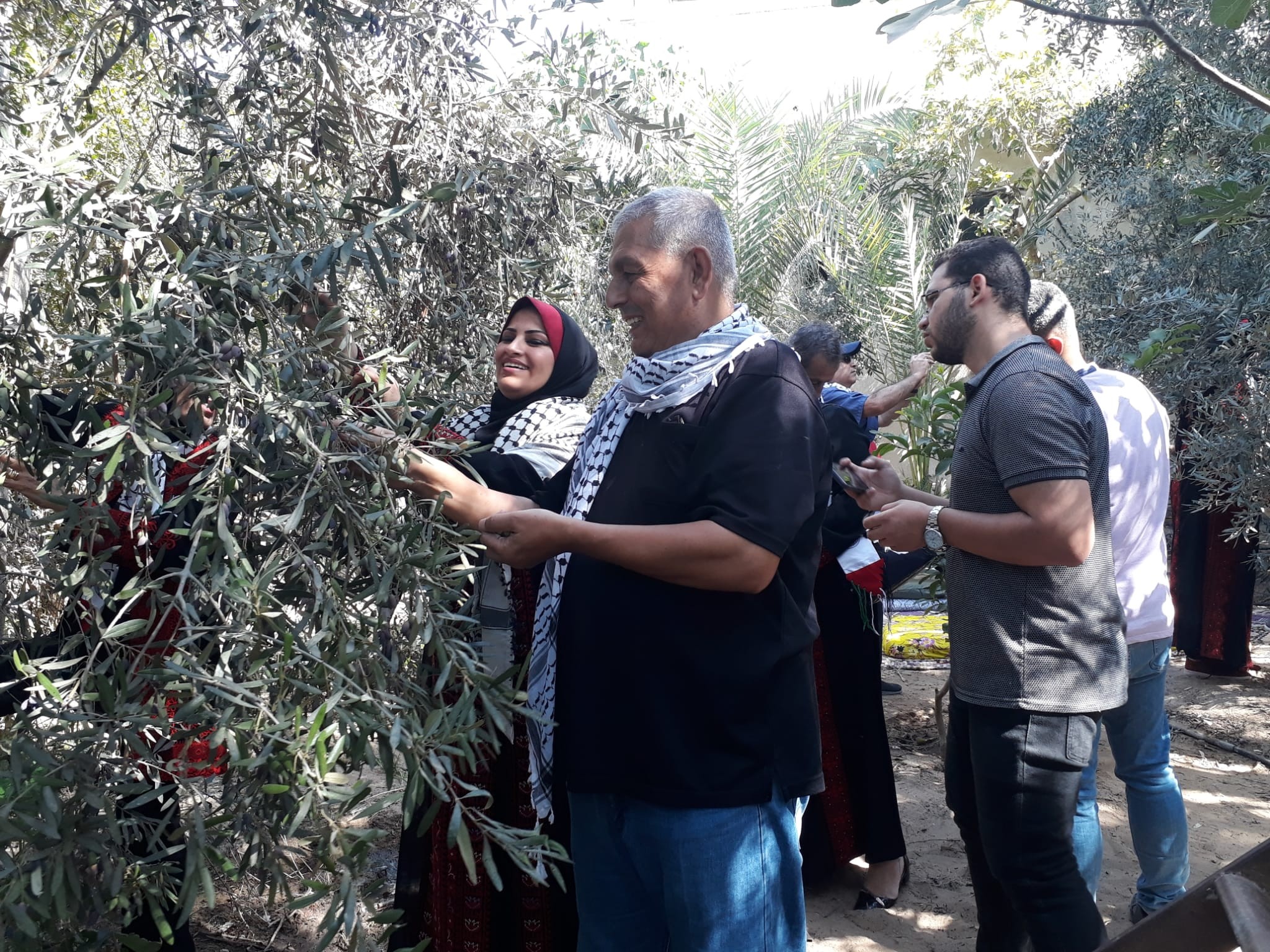 التجمع الفلسطيني للوطن و الشتات يساعد المزارعين بقطف الزيتون شمال غزة  47.jpg