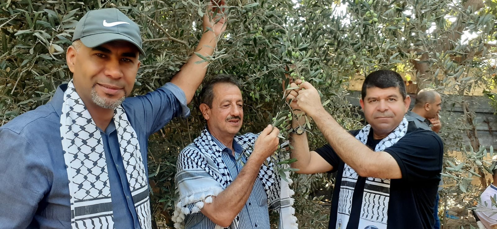 التجمع الفلسطيني للوطن و الشتات يساعد المزارعين بقطف الزيتون شمال غزة  1.jpg