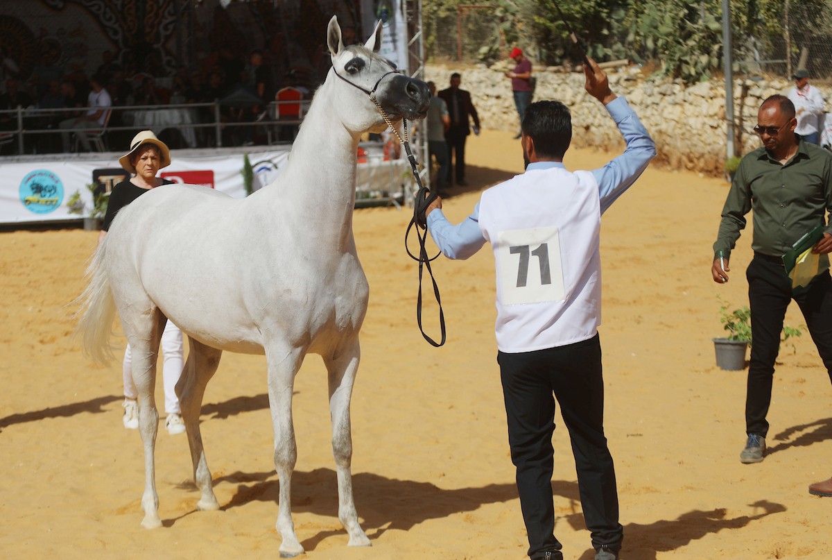 متسابقون يشاركون في مسابقة جمال الخيل العربي الأصيل في مدينة الخليل 34.jpg