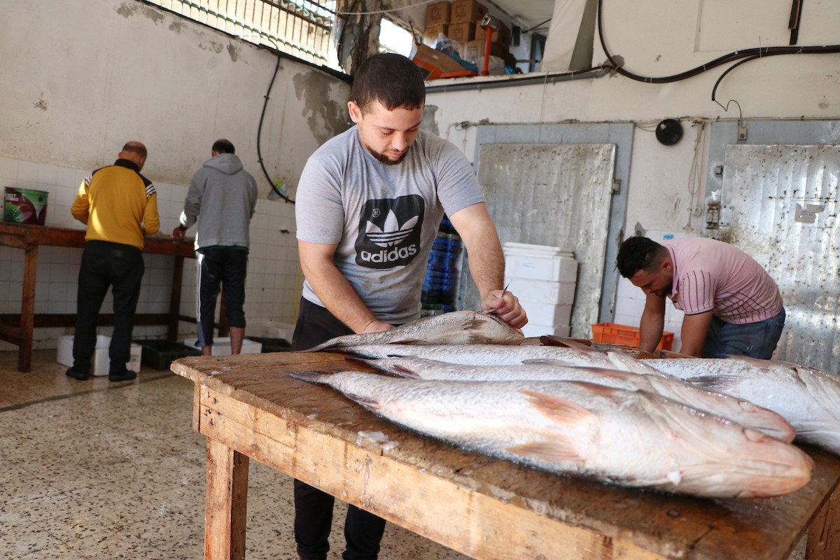 وقف الاحتلال تصدير الأسماك للضفة يُغرق صيادي غزة 2.jpg