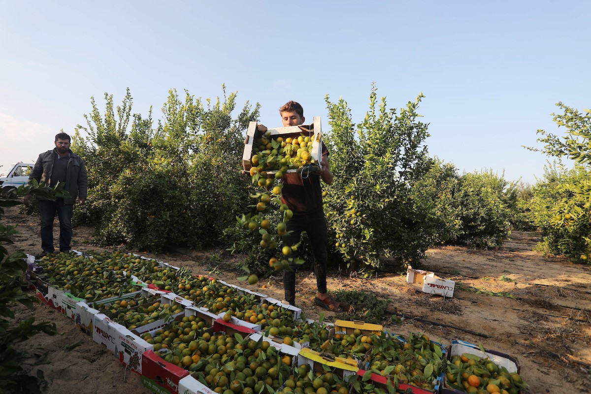 موسم حصاد الكلمنتينا في قطاع غزة 16.jpg