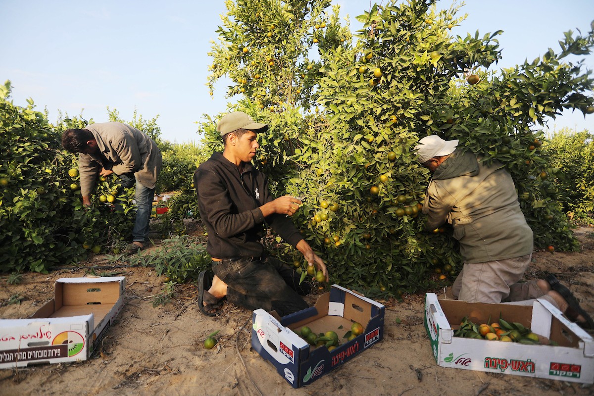 موسم حصاد الكلمنتينا في قطاع غزة 9.jpg