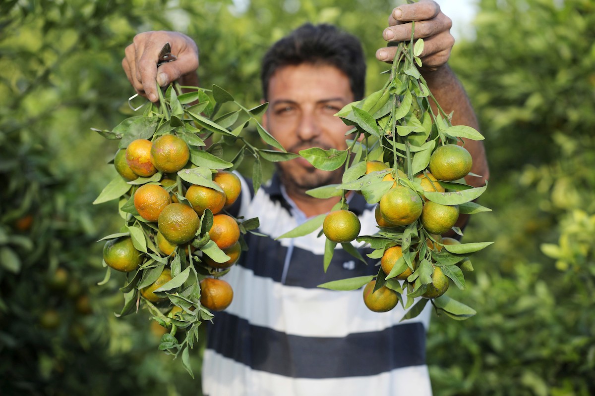 موسم حصاد الكلمنتينا في قطاع غزة 10.jpg