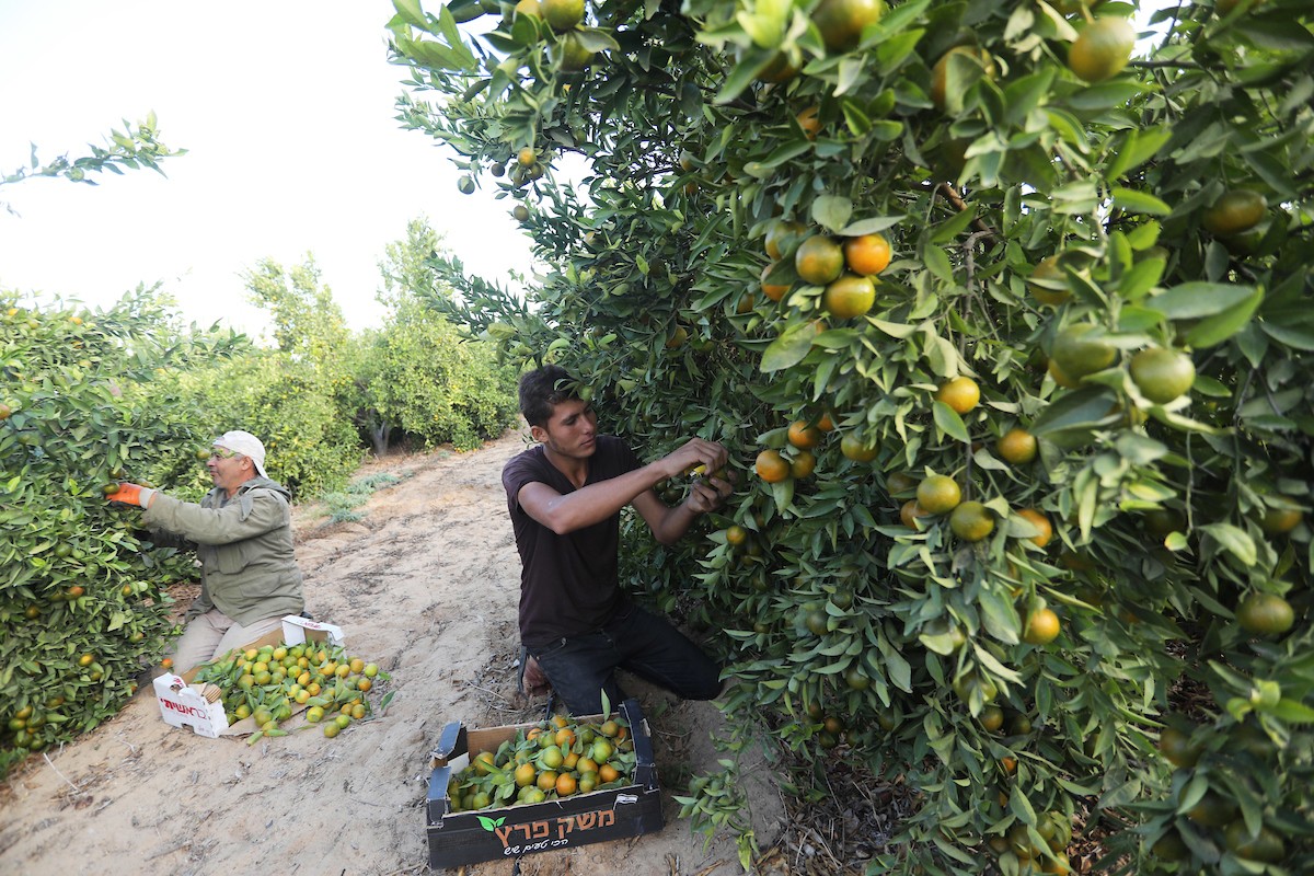 موسم حصاد الكلمنتينا في قطاع غزة 7.jpg