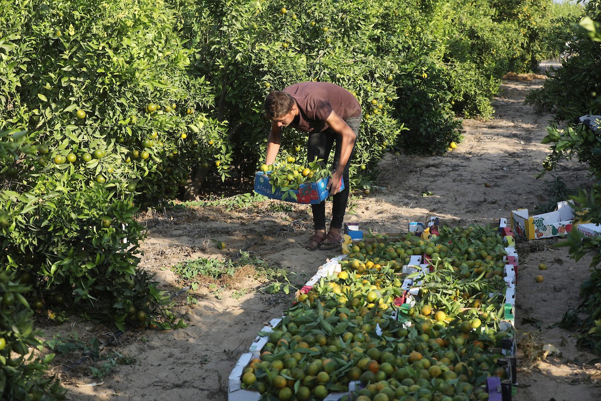 موسم حصاد الكلمنتينا في قطاع غزة 36.jpg
