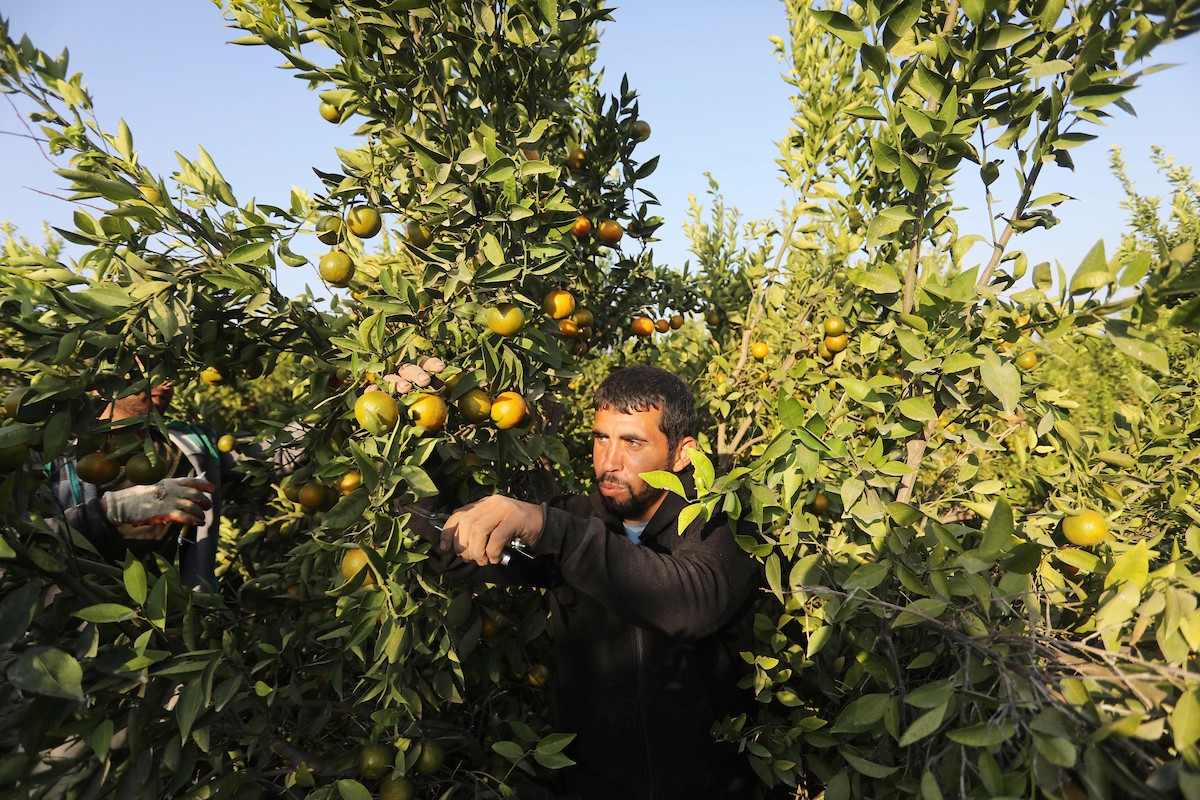 موسم حصاد الكلمنتينا في قطاع غزة 43.jpg