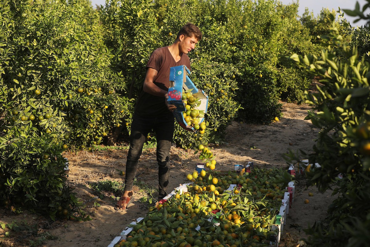 موسم حصاد الكلمنتينا في قطاع غزة 44.jpg