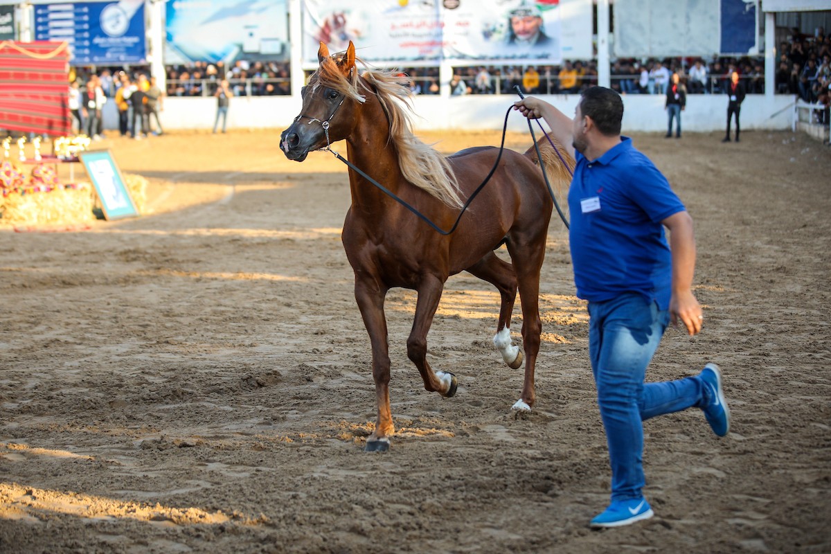 مدربون فلسطينيون يستعرضون خيولهم خلال حفل استعراض لجمال الخيول أقيمت في الذكرى الـ 18 لاستشهاد الرئيس الفلسطيني الراحل ياسر عرفات في غزة 53.jpg