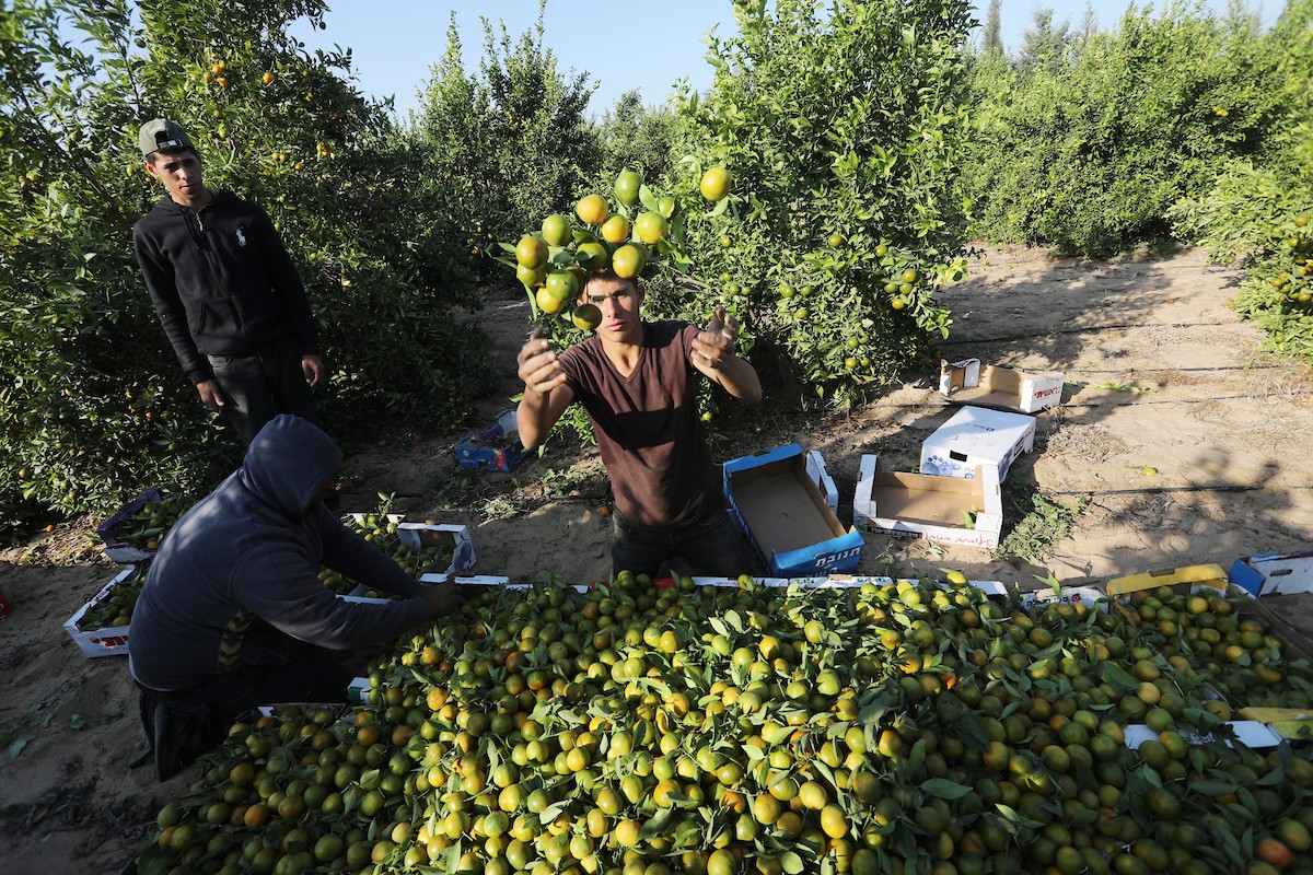 موسم حصاد الكلمنتينا في قطاع غزة 88.jpg