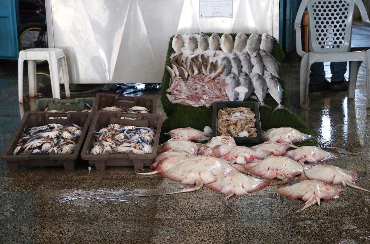 وقف الاحتلال تصدير الأسماك للضفة يُغرق صيادي غزة 1.jpg