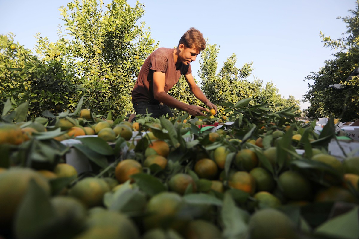 موسم حصاد الكلمنتينا في قطاع غزة 25.jpg