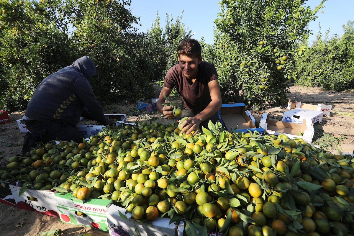 موسم حصاد الكلمنتينا في قطاع غزة 00.jpg