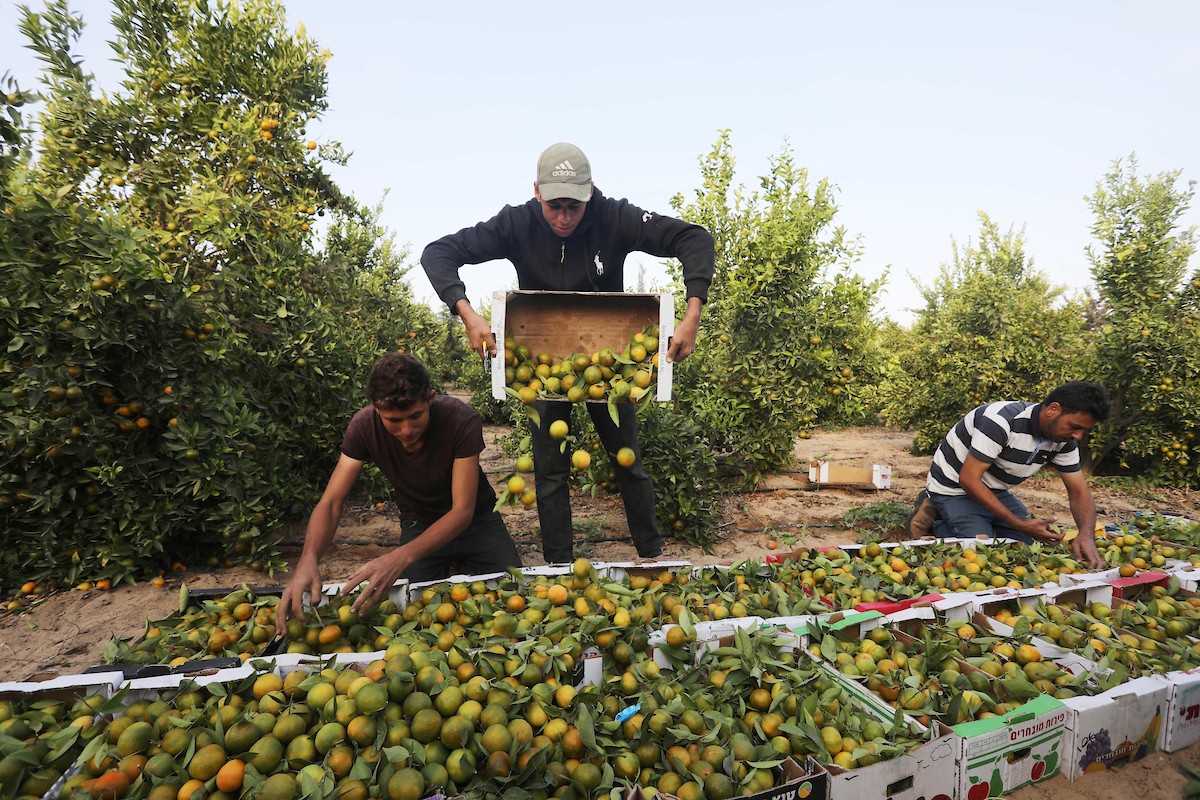 موسم حصاد الكلمنتينا في قطاع غزة 22.jpg