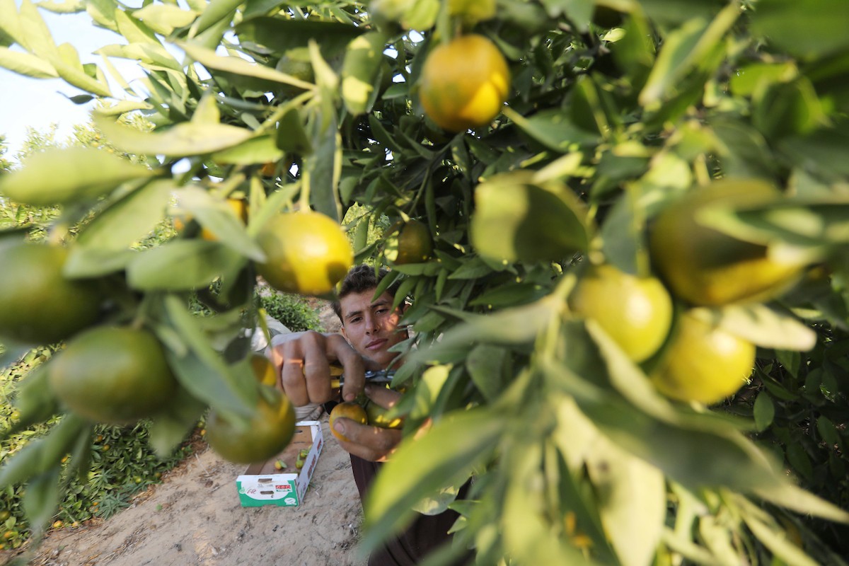 موسم حصاد الكلمنتينا في قطاع غزة 0.jpg