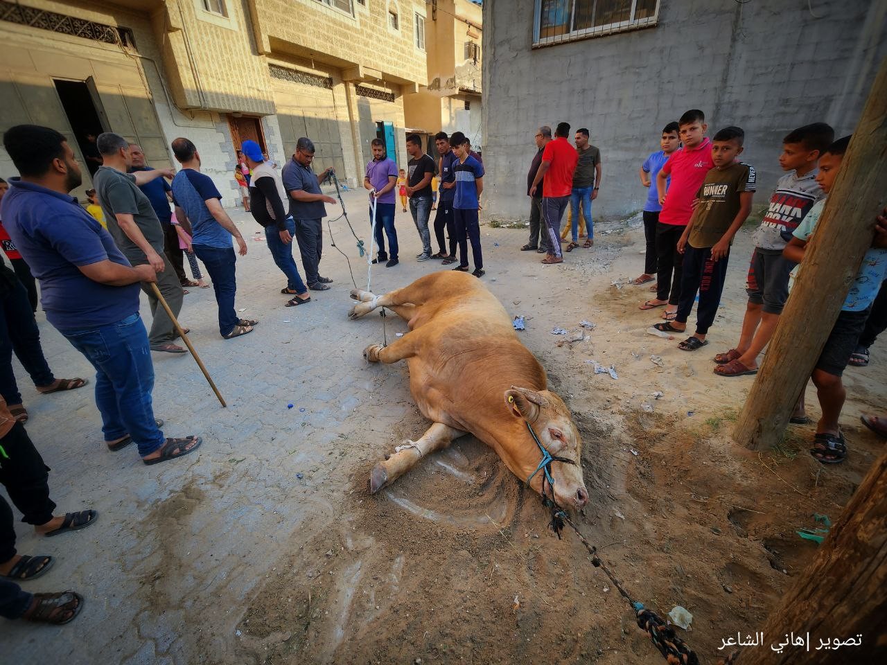 ذبح الأضاحي وتقطيعها في شوارعها محافظة خان يونس جنوب قطاع غزة..تصوير- (هاني الشاعر) 233.jpg