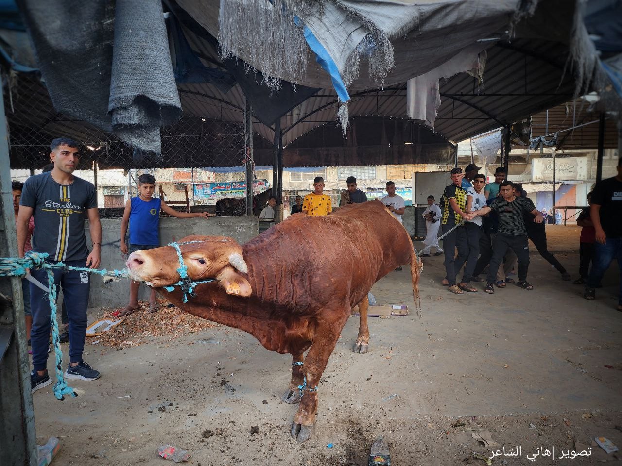 ذبح الأضاحي وتقطيعها في شوارعها محافظة خان يونس جنوب قطاع غزة..تصوير- (هاني الشاعر) 1.jpg