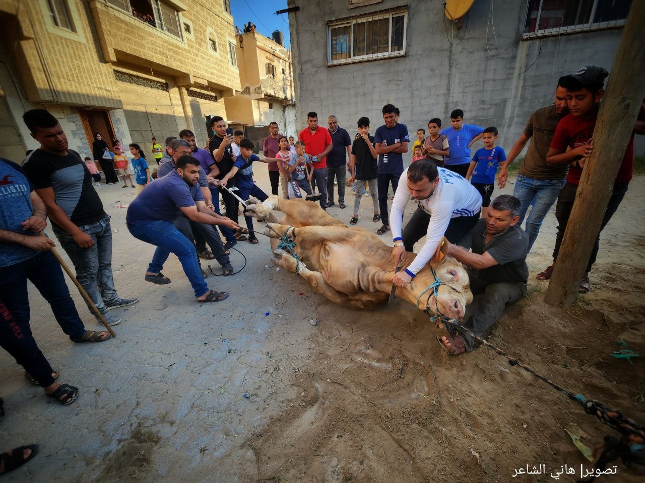 ذبح الأضاحي وتقطيعها في شوارعها محافظة خان يونس جنوب قطاع غزة..تصوير- (هاني الشاعر) 6.jpg