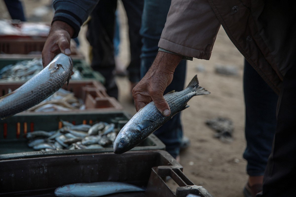 يحاول الصيادون الفلسطينيون في ميناء غزة كسب رزقهم من خلال رمي شباكهم، رغم الأضرار التي لحقت بمعداتهم جراء الهجمات على مدينة غزة