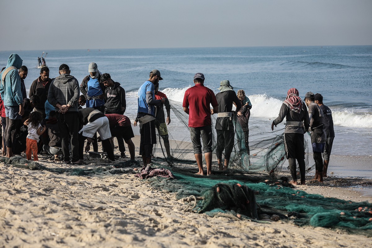 صيادون فلسطينيون نازحون يجمعون صيدهم من الشباك التي جلبوها إلى الشاطئ في دير البلح، في وسط قطا (4).jpg